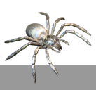 Silber-Spinne